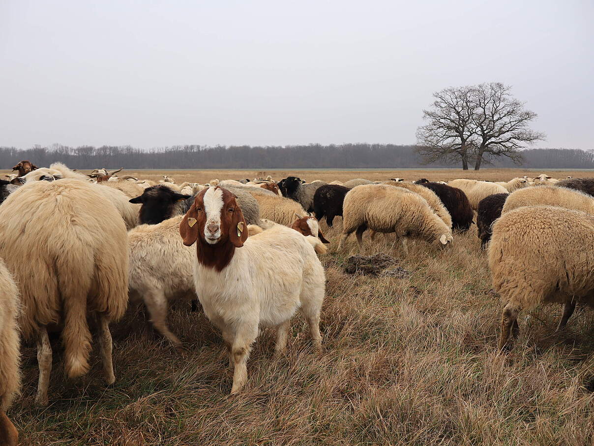 Schafe zur Entwicklung von Auengrünland © WWF