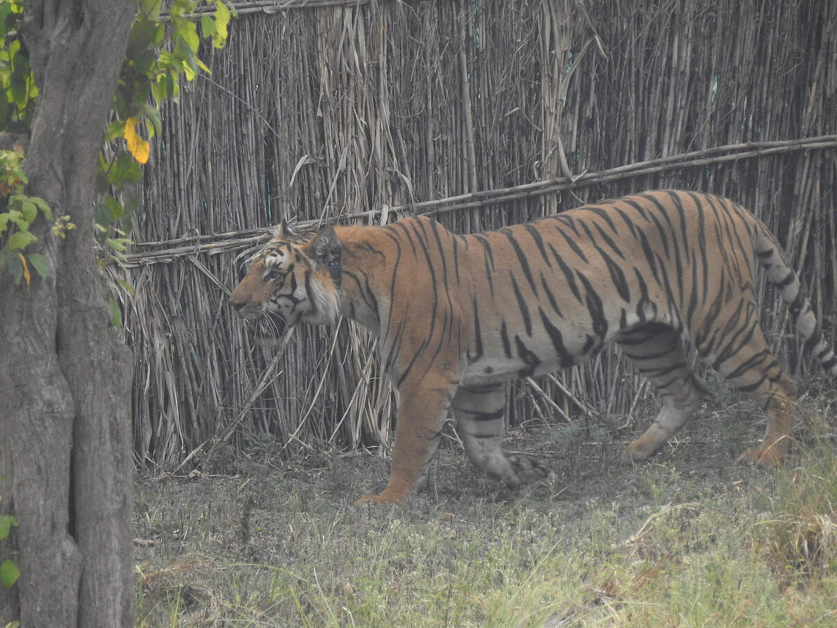 Tiger mit GPS Halsband hinter einem blickdichten Zaun