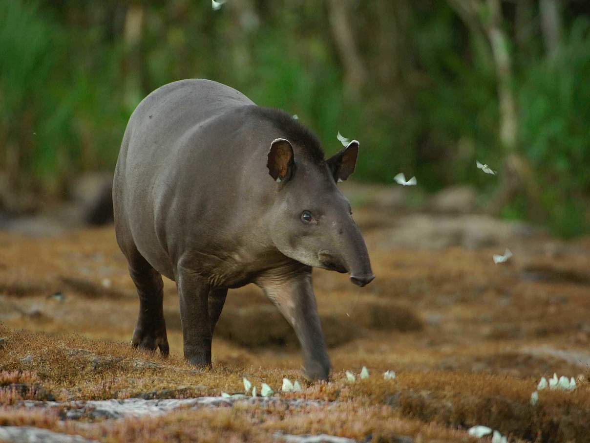 Flachlandtapir © Zig Koch / WWF