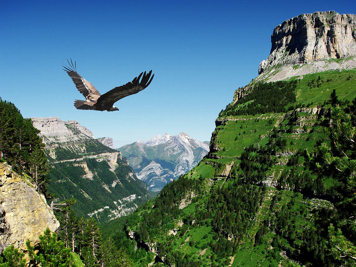 Gänsegeier in Berglandschaft © iStock / Getty Images