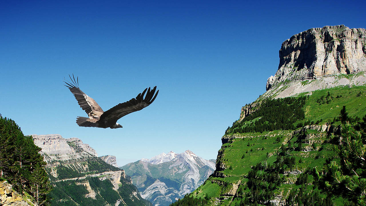 Gänsegeier in Berglandschaft © iStock / Getty Images