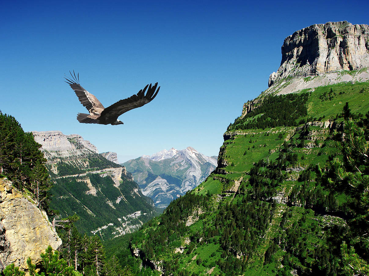 Gänsegeier in Berglandschaft © iStock / Getty Images