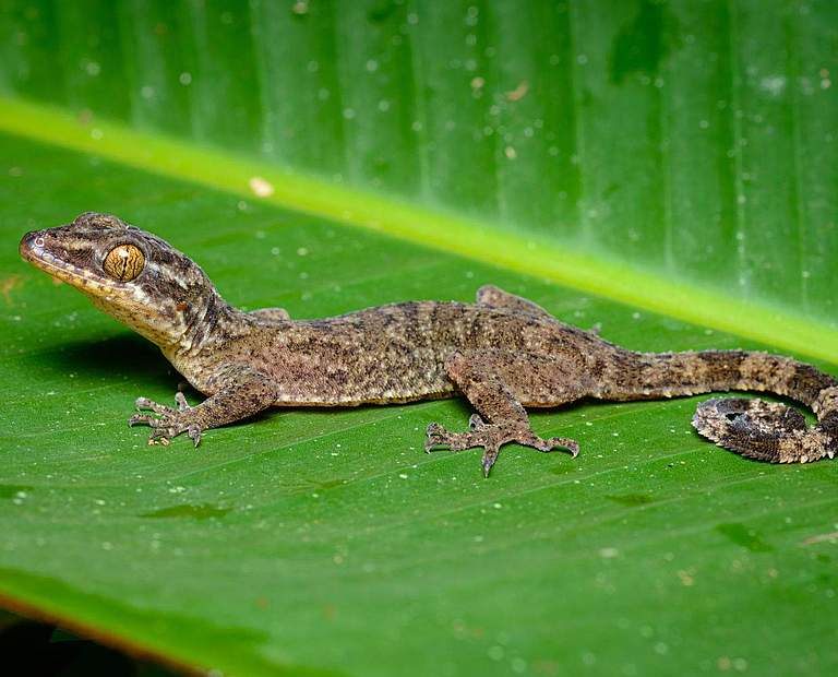 Krummzehengecko (Cyrtodactylus rukhadeva) © Thai National Parks / Creative Commons