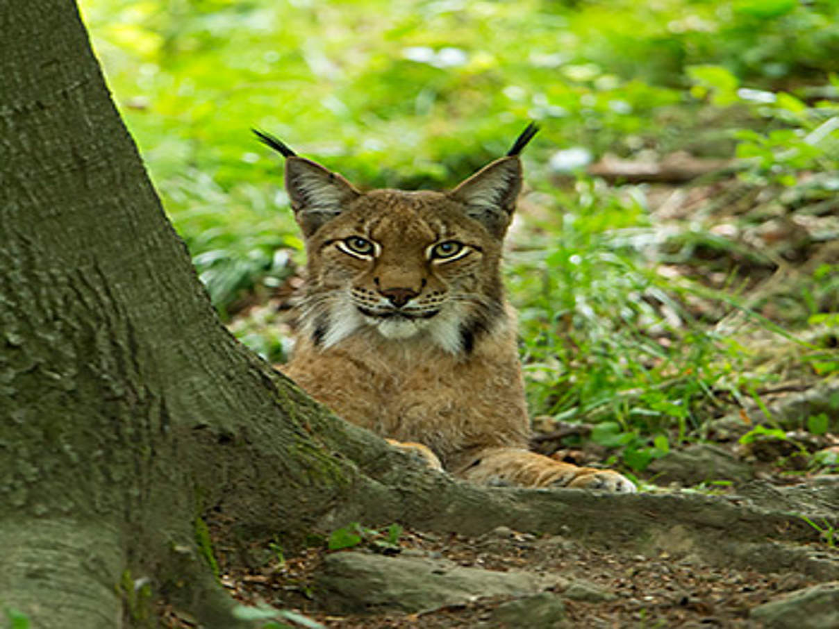 350 Luchs c Ralph Frank WWF