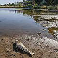 Fischsterben in der Oder © Imago/Winfried Mausolf