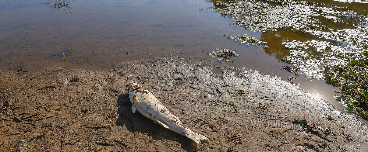 Fischsterben in der Oder © Imago/Winfried Mausolf