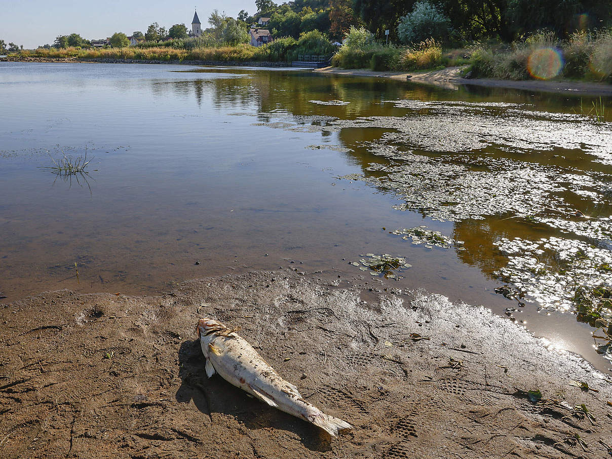 Fischsterben in der Oder © Imago/Winfried Mausolf