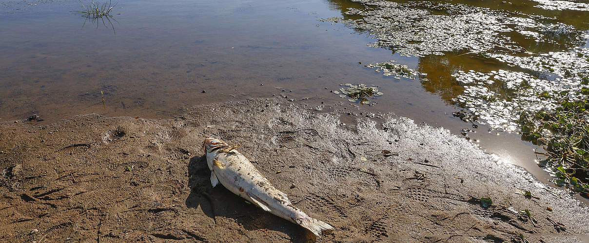 Fischsterben in der Oder © Imago/Winfried Mausolf