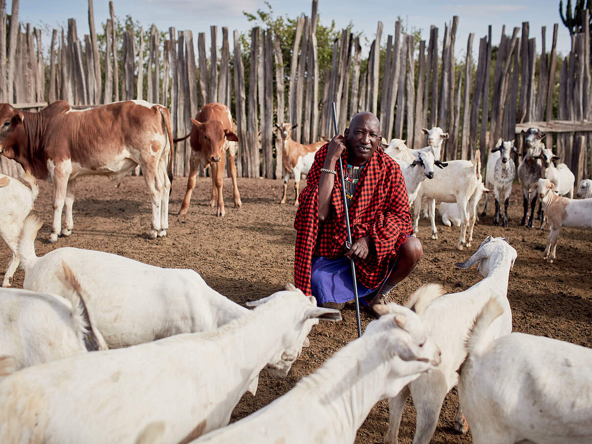 Massai-Hirte schützt sein Vieh durch einen Zaun