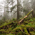 Urwald in der Ukraine © Bogomaz Conservation Photography / WWF Ukraine