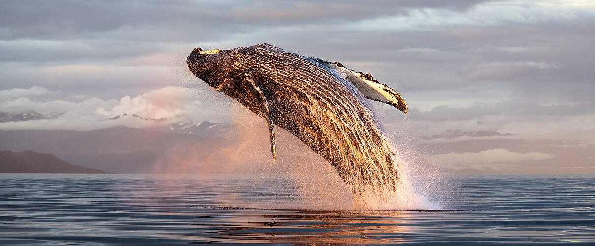Ein Buckelwal springt bei Sonnenuntergang aus dem Meer vor einer Berg Kulisse