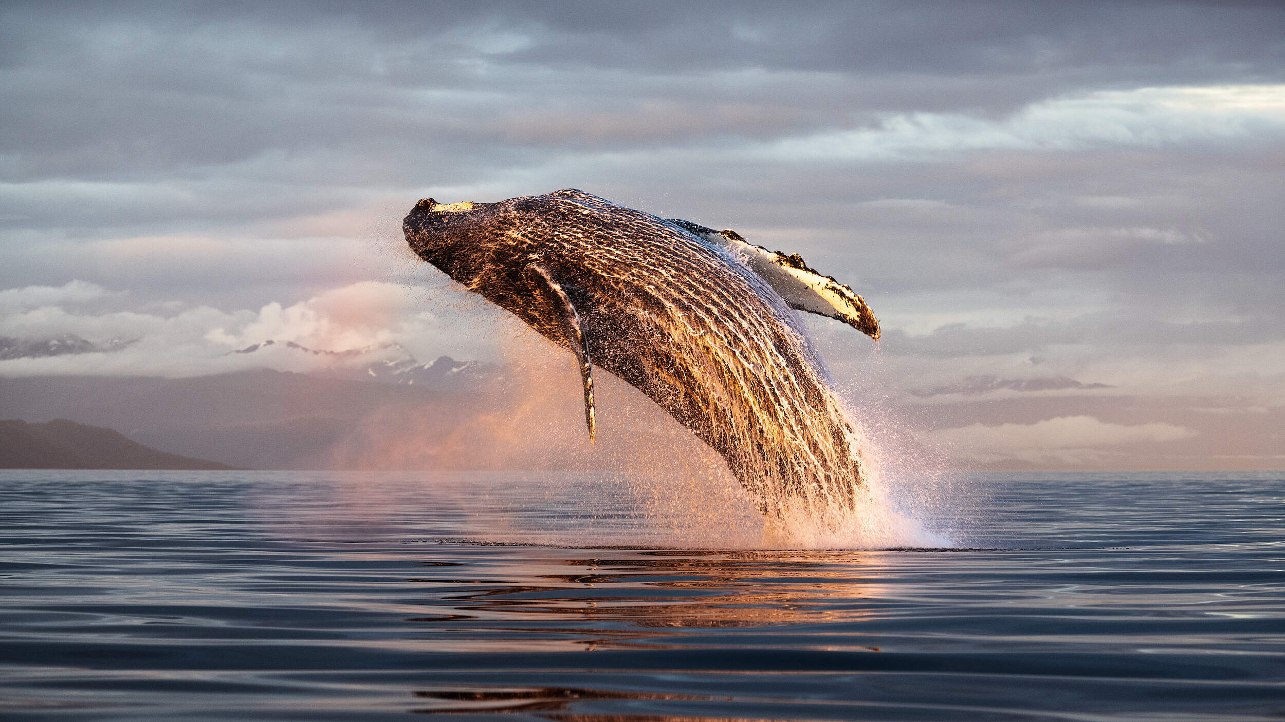 Ein Buckelwal springt bei Sonnenuntergang aus dem Meer vor einer Berg Kulisse