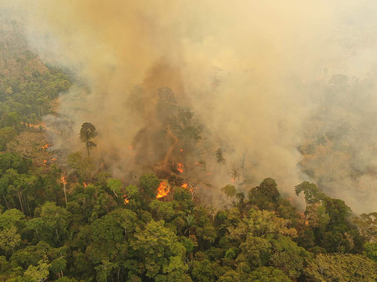 Brände im Amazonas-Regenwald