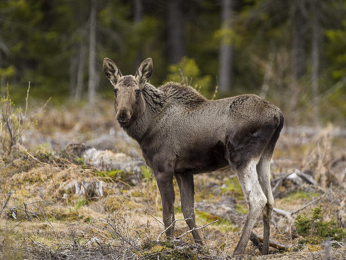 Junger Elch © Ola Jennersten / WWF Schweden