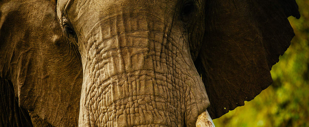 Nahaufnahme eines Afrikanischen Savannenelefanten © Greg Armfield / WWF UK