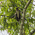 Der Rotschwanz-Affe ist im Kongo zu Hause © Thomas Nicolon / WWF DRC