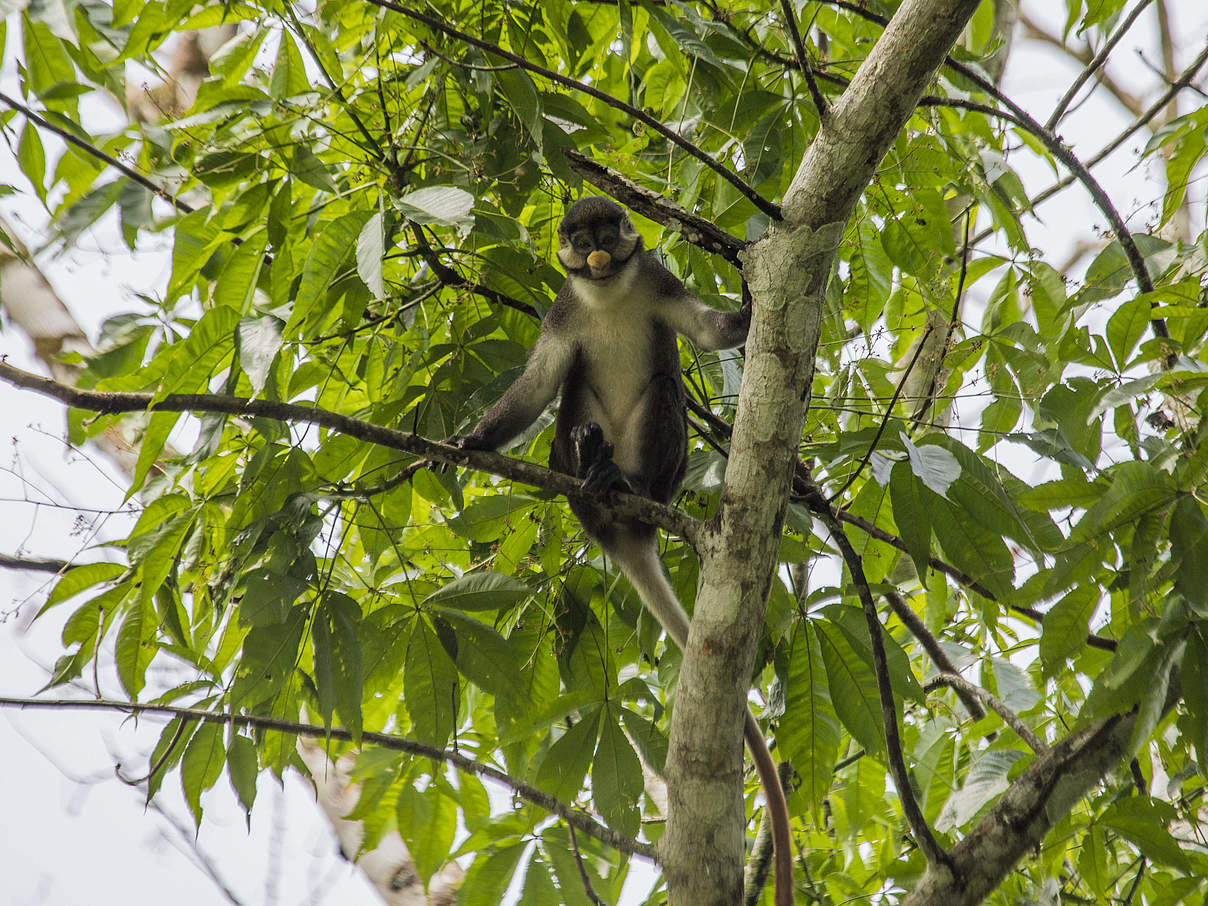 Der Rotschwanz-Affe ist im Kongo zu Hause © Thomas Nicolon / WWF DRC