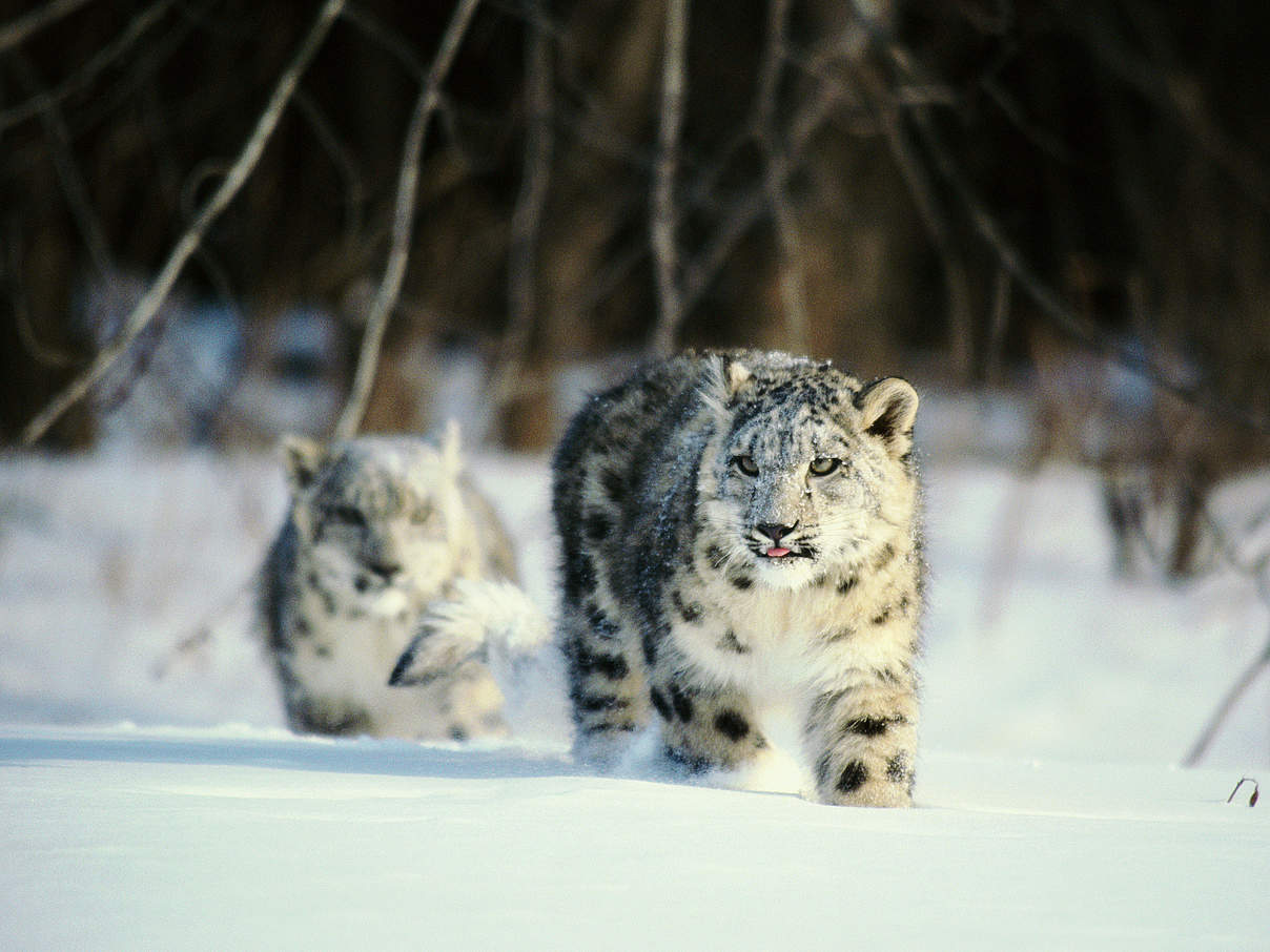 Schneeleoparden © ThinkstockPhotos