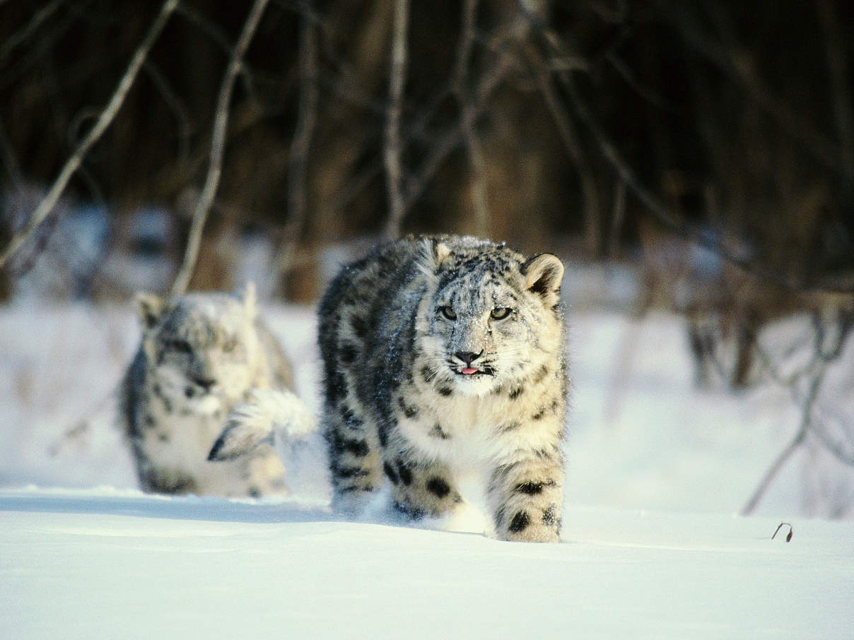 Schneeleoparden © ThinkstockPhotos