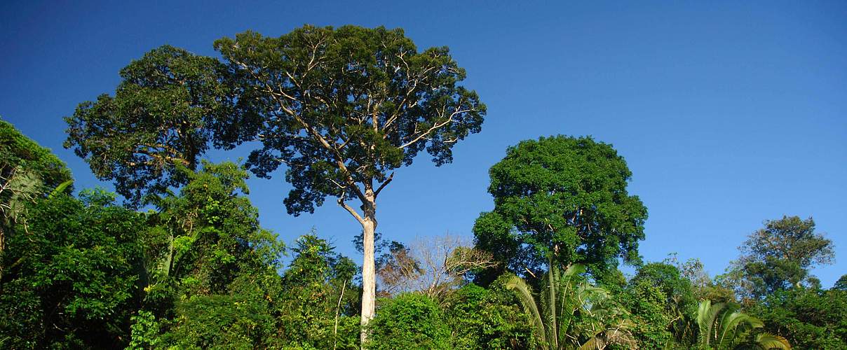 Juruena Nationalpark © Zig Koch / WWF