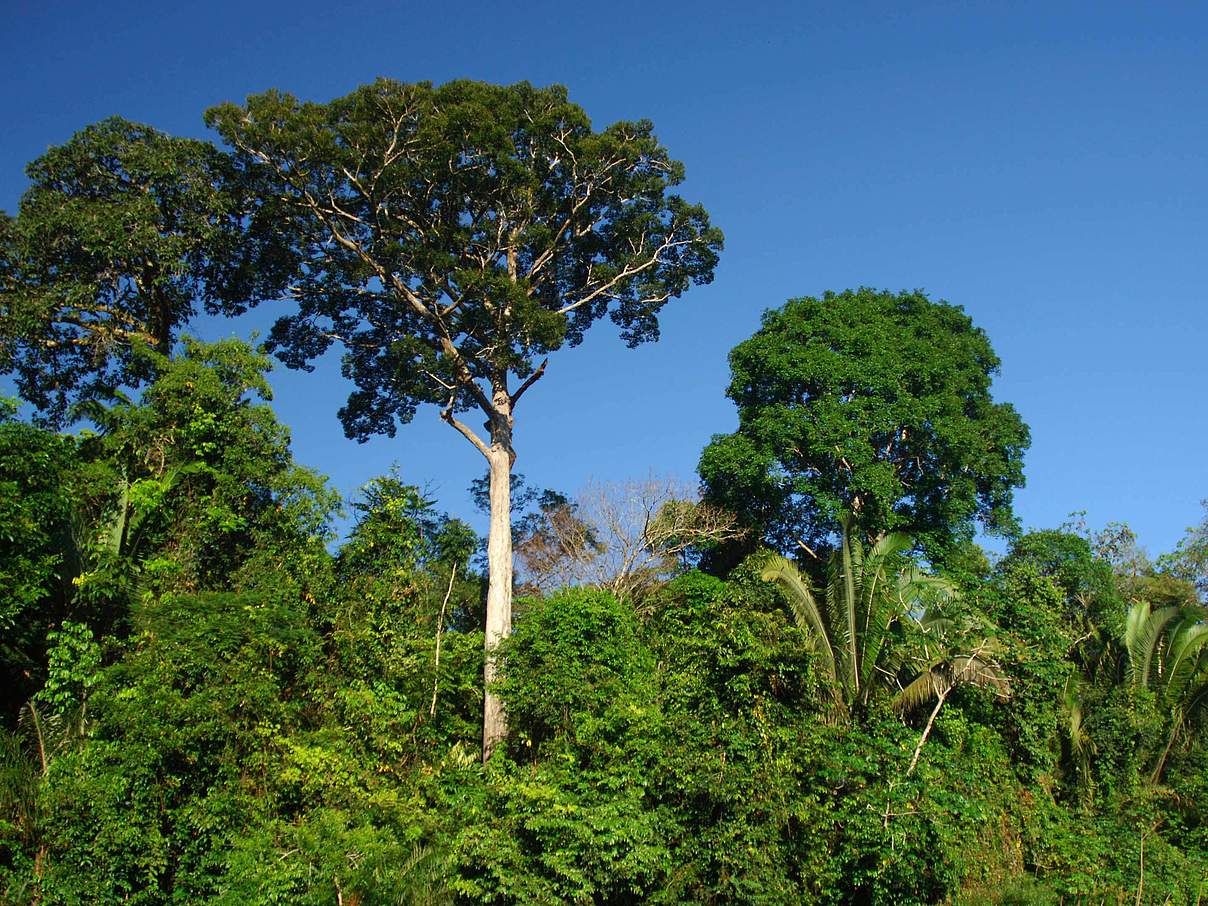 Juruena Nationalpark © Zig Koch / WWF