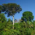 Juruena Nationalpark © Zig Koch / WWF