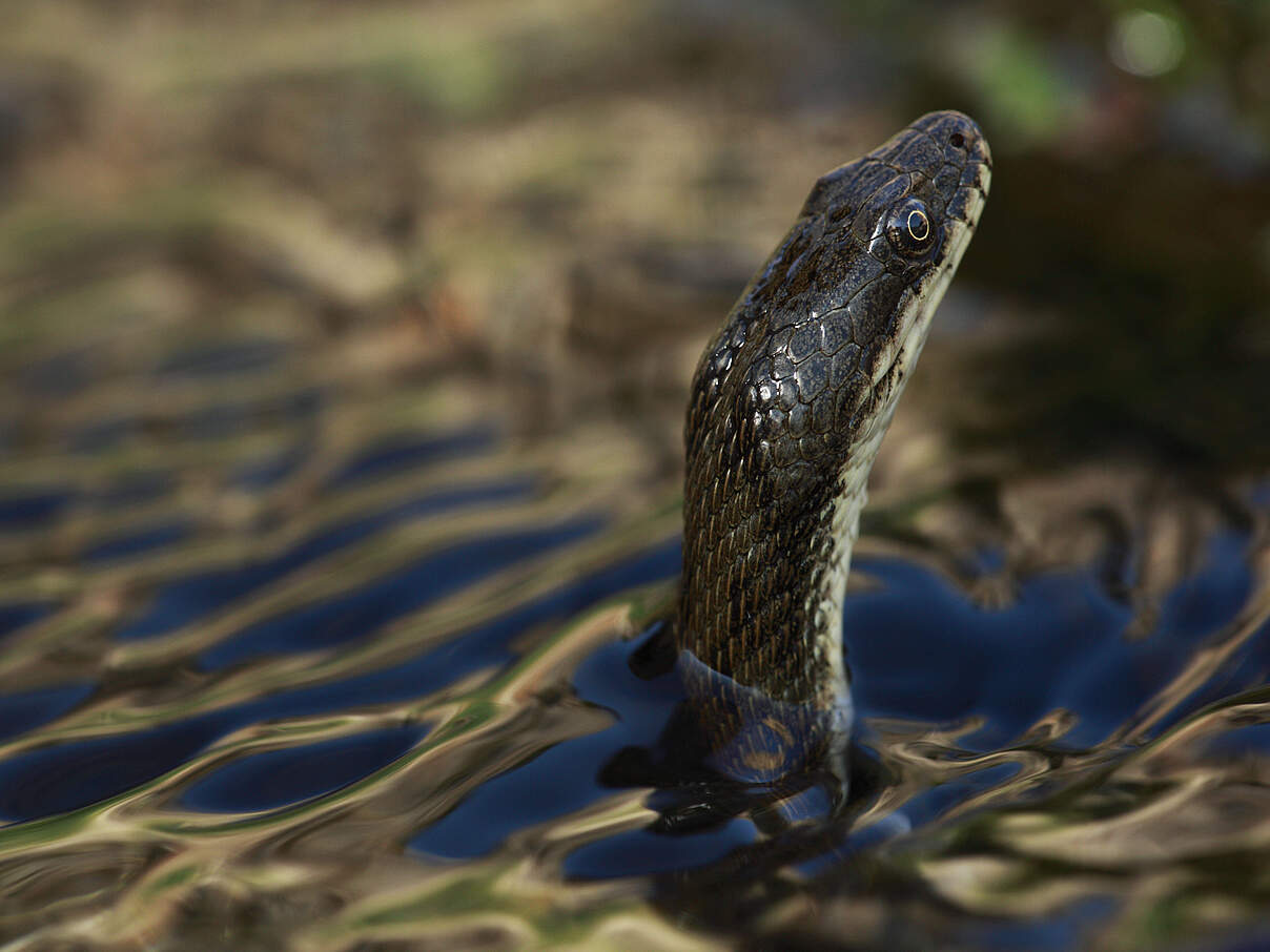 Würfelnatter im Wasser