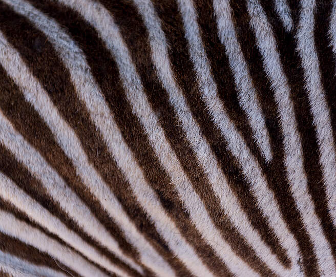 Warum haben Zebras Streifen? © Ola Jennersten / WWF-Sweden