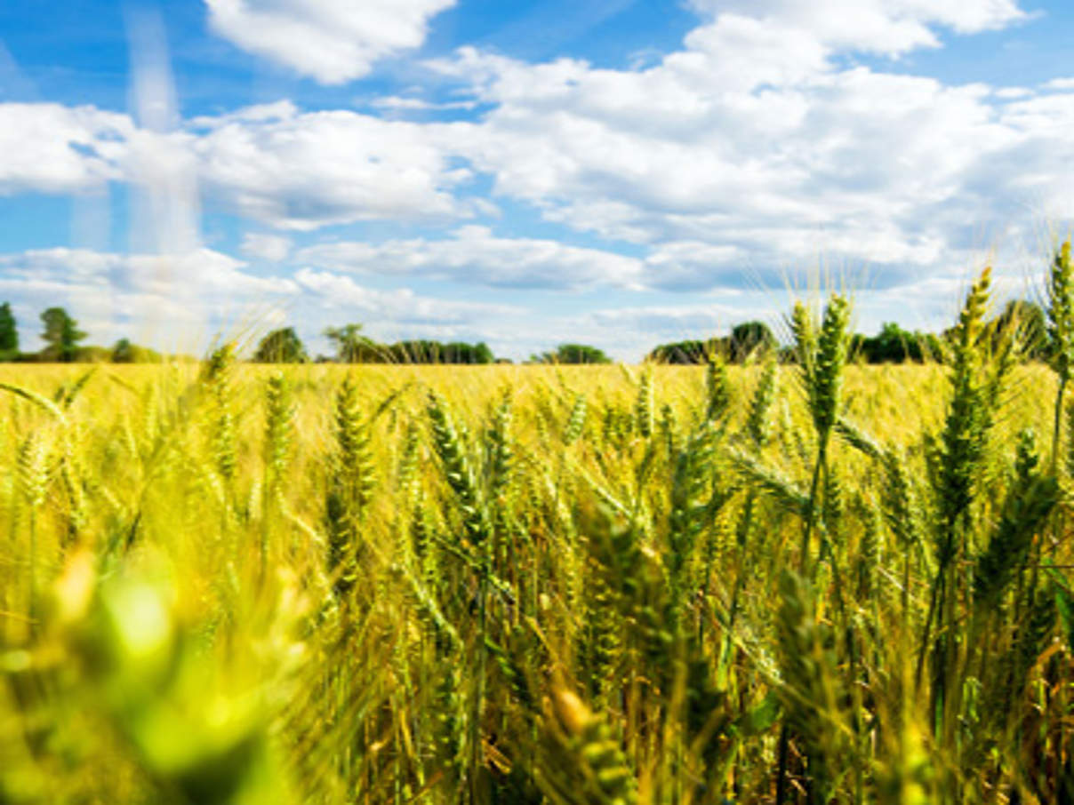 350 Landwirt des Jahres 2019 c shutterstock