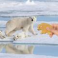 Eisbär mit Keksform