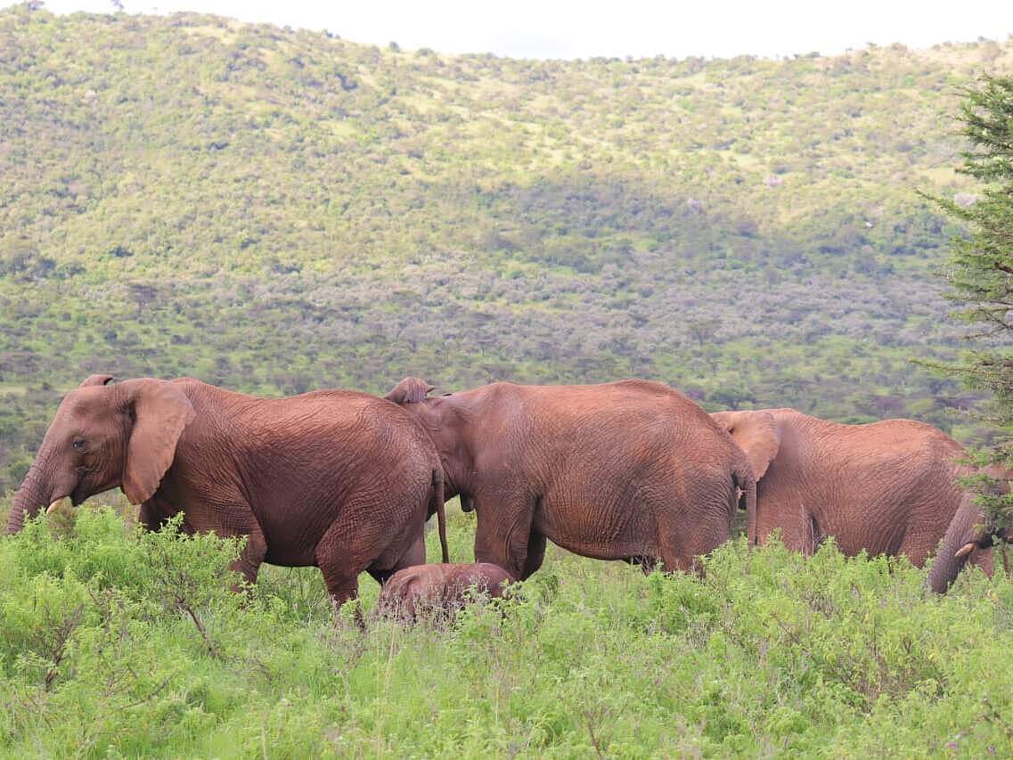Das bewaldete Hügelland der Siana ist eine "Kinderstube der Elefanten" © WWF Kenia