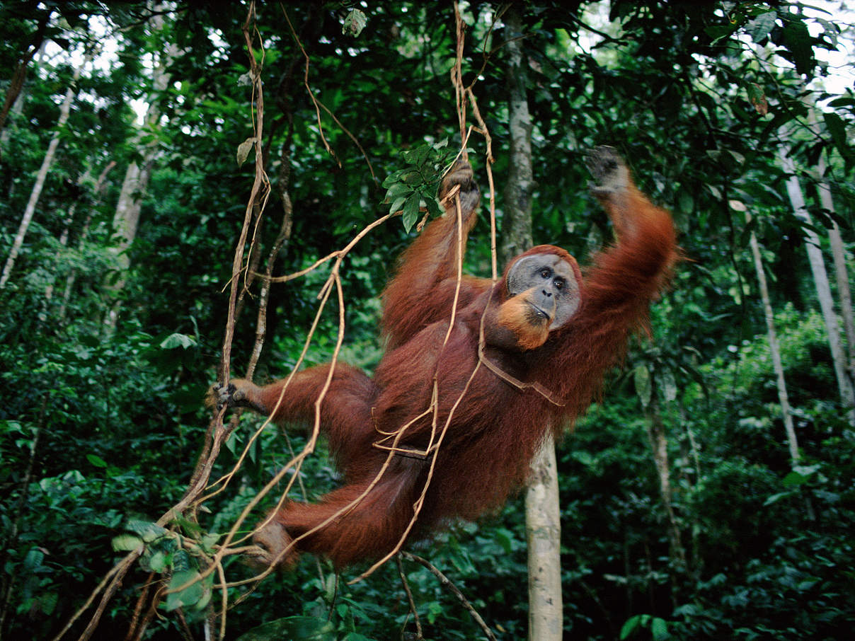 Männlicher Sumatra Urang Utan schwingt an Lianen © naturepl.com / Anup Shah / WWF