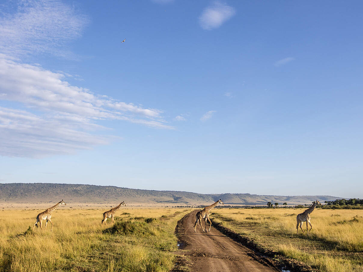 Giraffen wandern durch die Maasai Mara in Kenia © WWF-US / James Morgan 