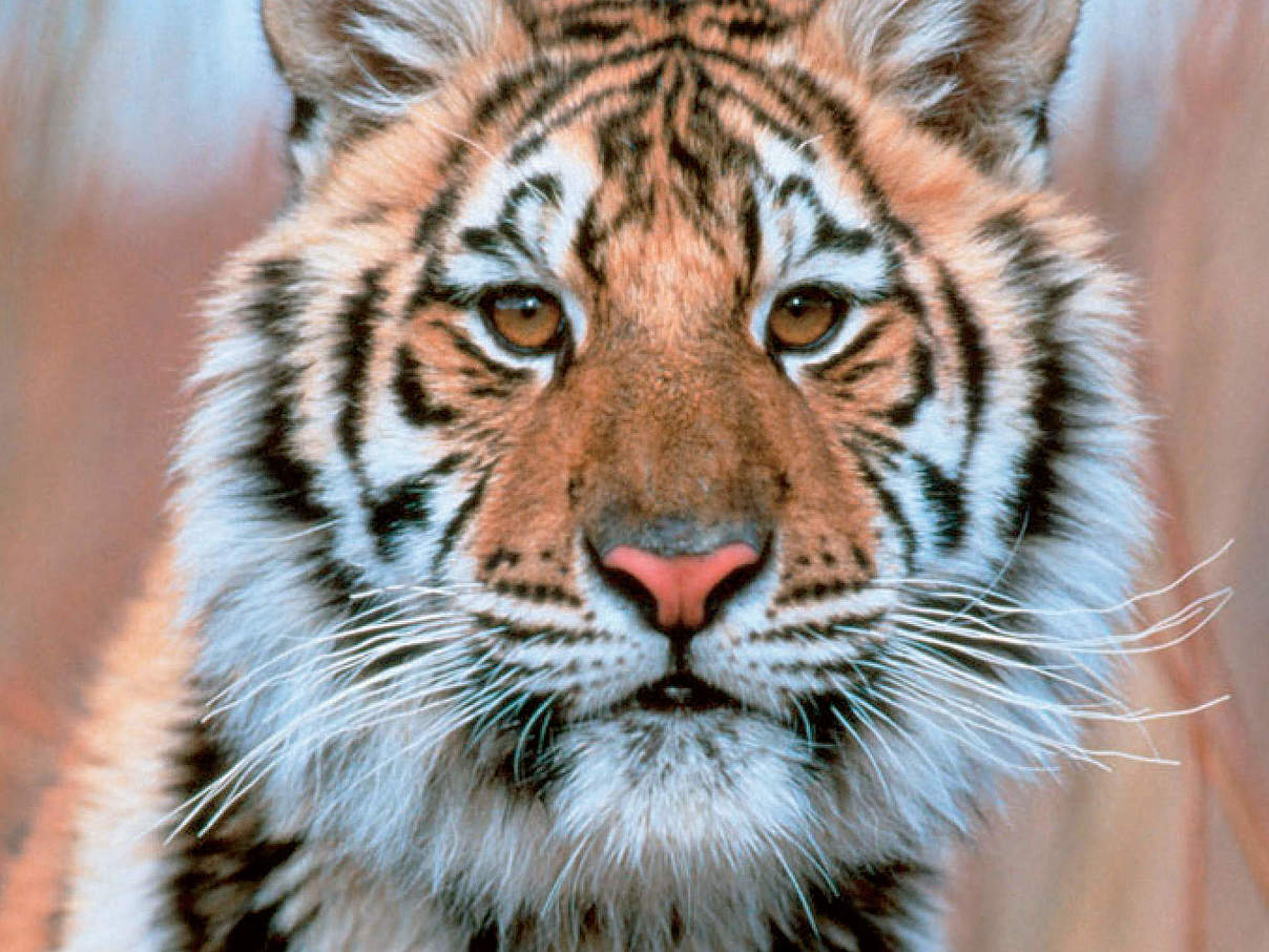 WWF-Urkunde Amur-Tiger © WWF