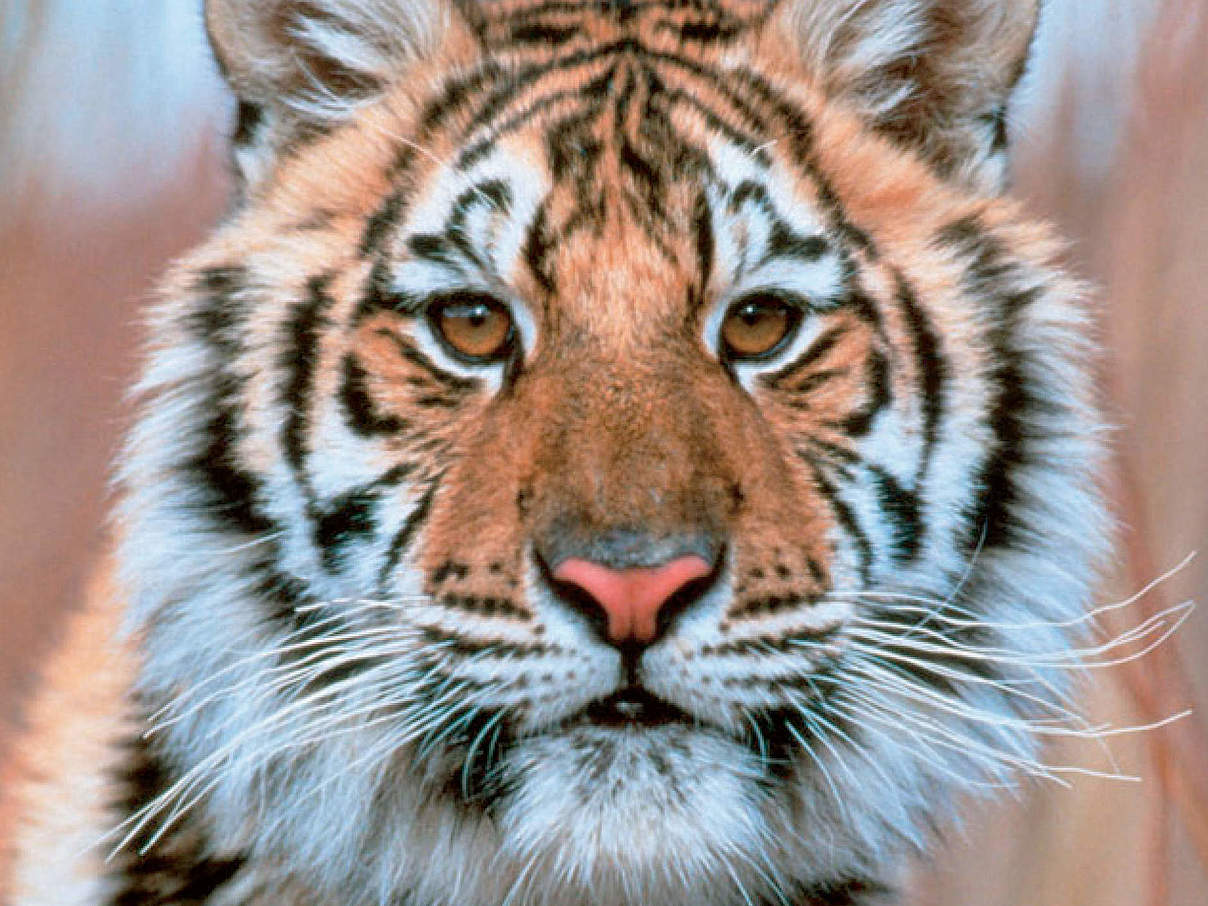 WWF-Urkunde Amur-Tiger © WWF