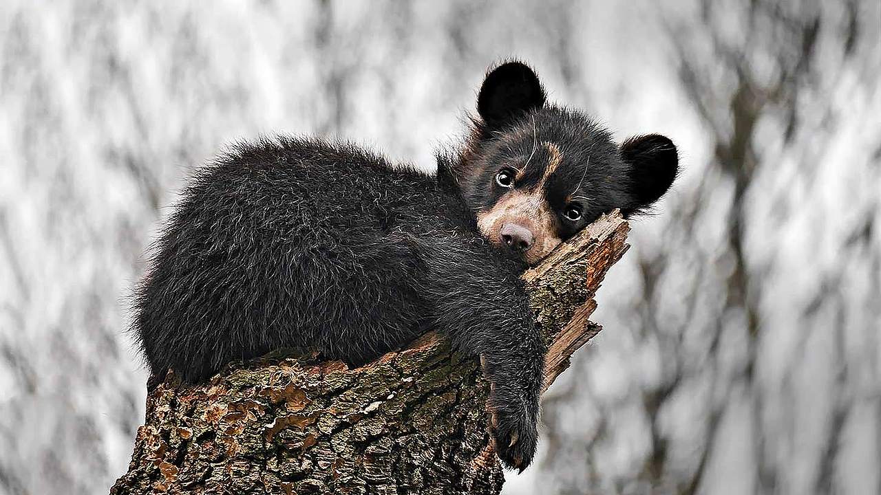 Andenbär Zoo Dortmund © Brigitte Nietsch