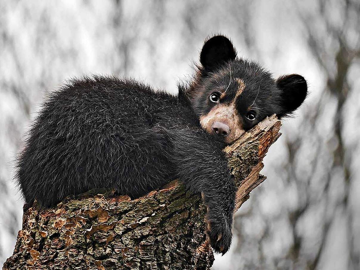 Andenbär Zoo Dortmund © Brigitte Nietsch