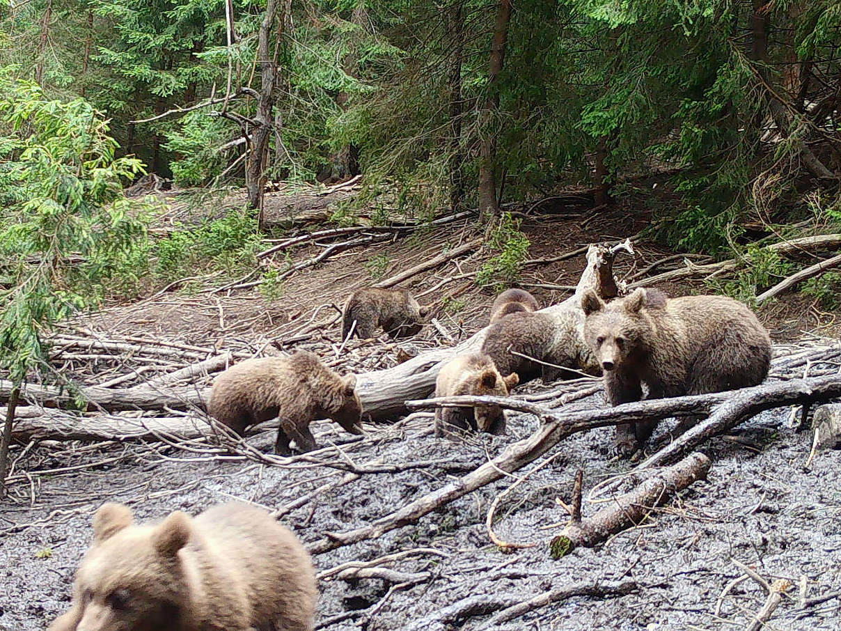 Braunbären des Waisenhauses © Leonardo Bereczky