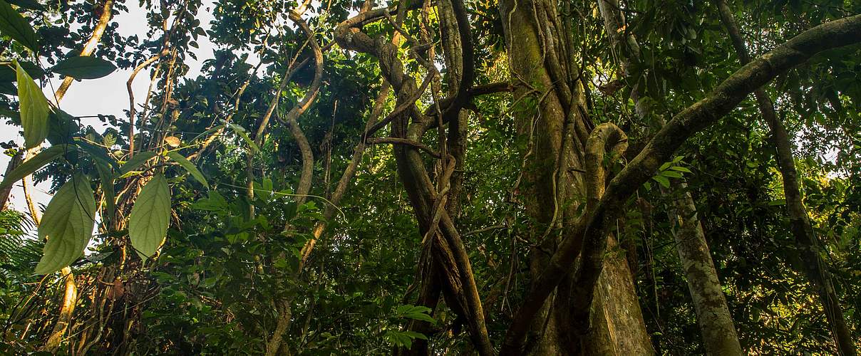 Blick in den Wald des Bukit Tigapuluh Nationalparks auf Sumatra © Neil Ever Osborne / WWF-US