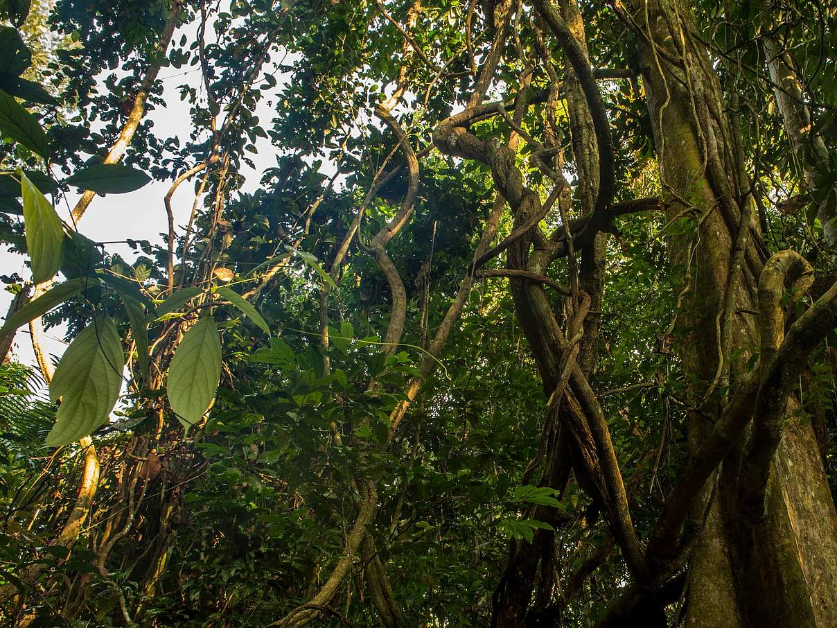 Blick in den Wald des Bukit Tigapuluh Nationalparks auf Sumatra © Neil Ever Osborne / WWF-US