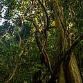 Blick in den Wald des Bukit Tigapuluh Nationalparks auf Sumatra © Neil Ever Osborne / WWF-US