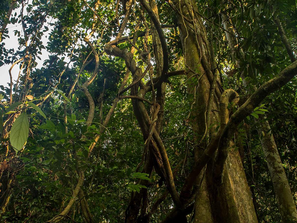 Blick in den Wald des Bukit Tigapuluh Nationalparks auf Sumatra © Neil Ever Osborne / WWF-US