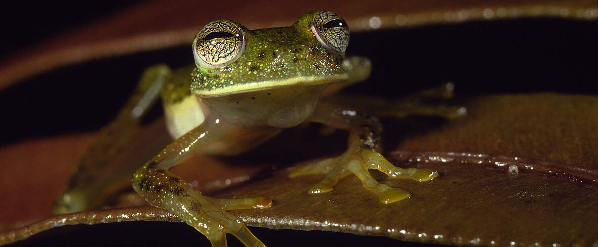 Glasfrosch in Peru 