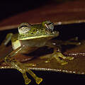 Glasfrosch in Peru 