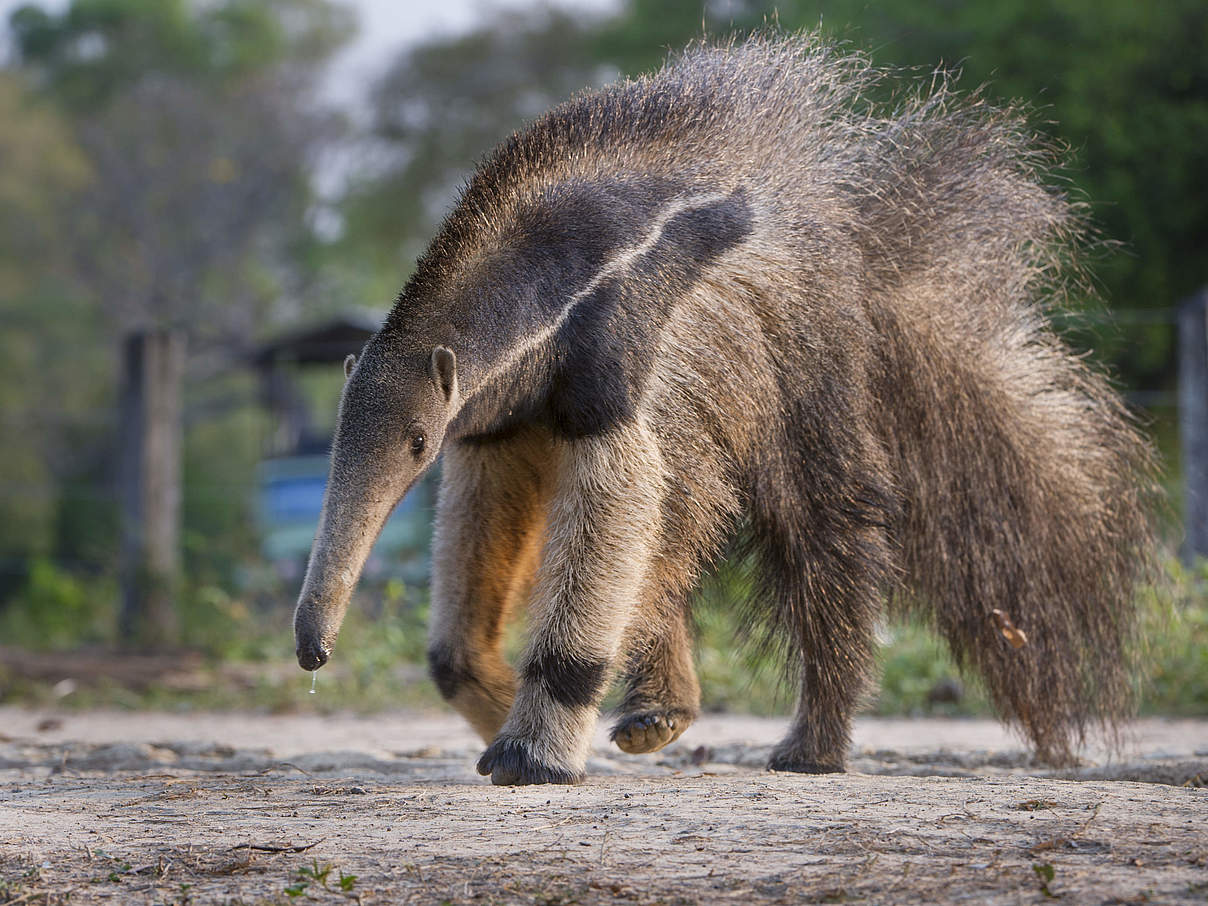 Großer Ameisenbär © naturepl.com / Nick Garbutt / WWF