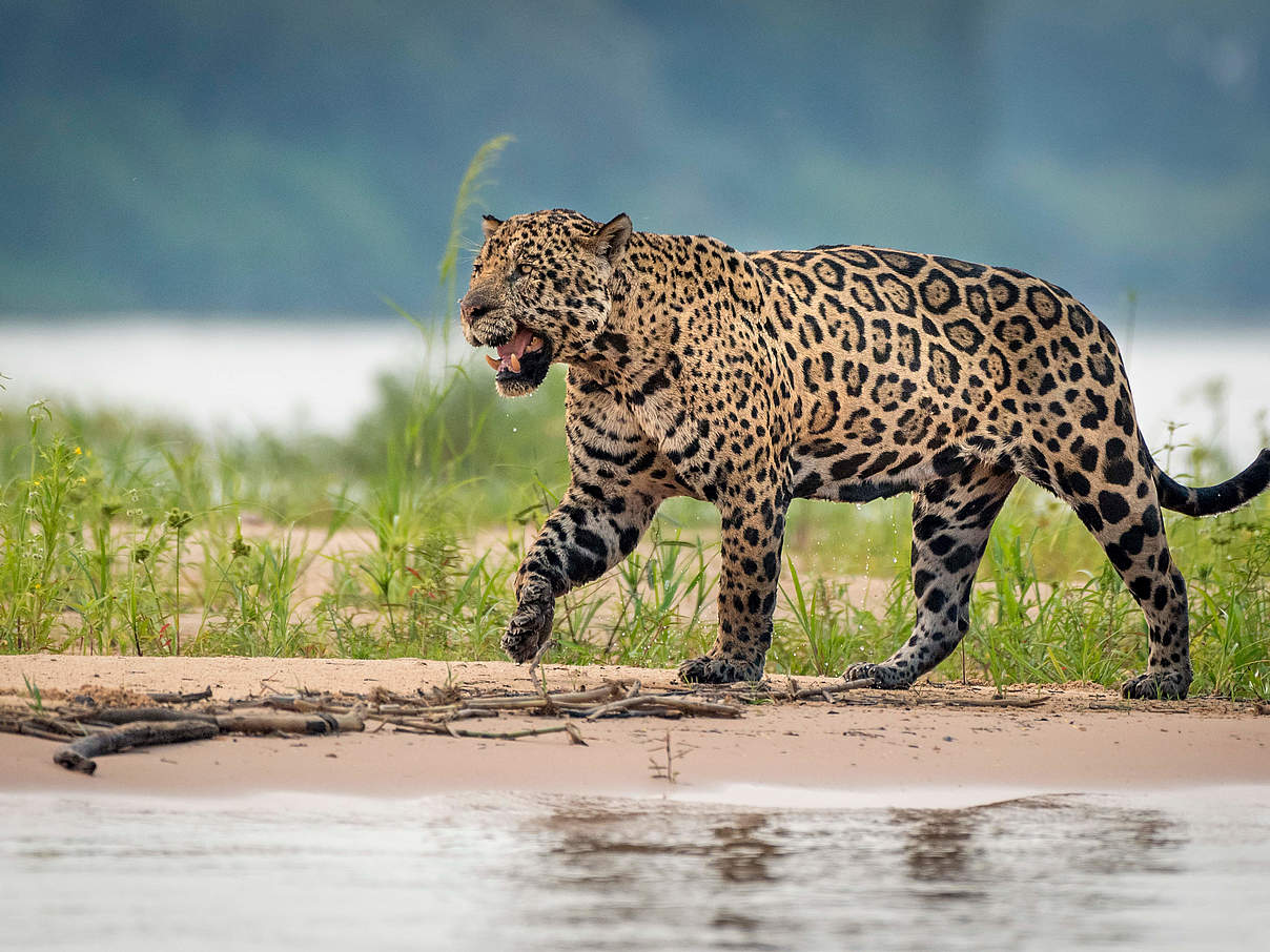 Jaguar an einem Fluss in Brasilien © Richard Barrett / WWF-UK