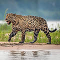 Jaguar an einem Fluss in Brasilien © Richard Barrett / WWF-UK
