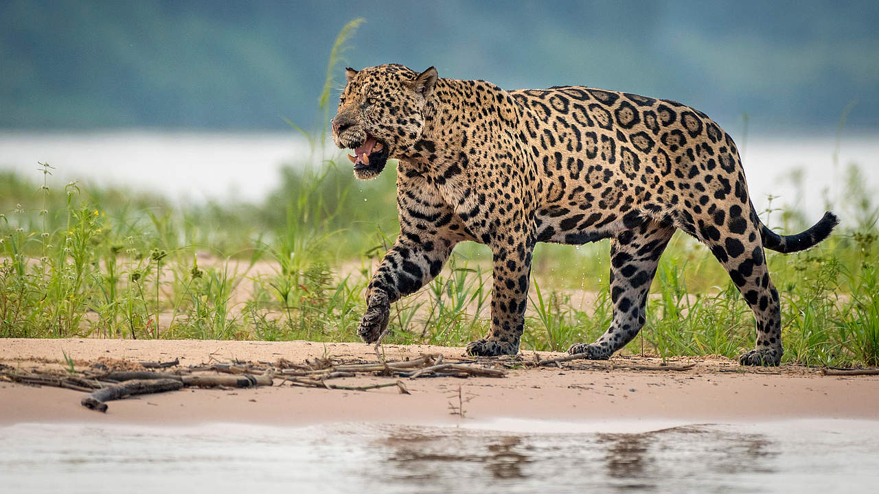 Jaguar an einem Fluss in Brasilien © Richard Barrett / WWF-UK