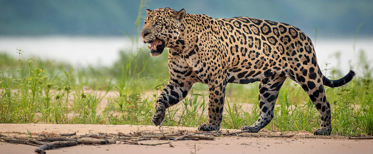 Jaguar an einem Fluss in Brasilien © Richard Barrett / WWF-UK