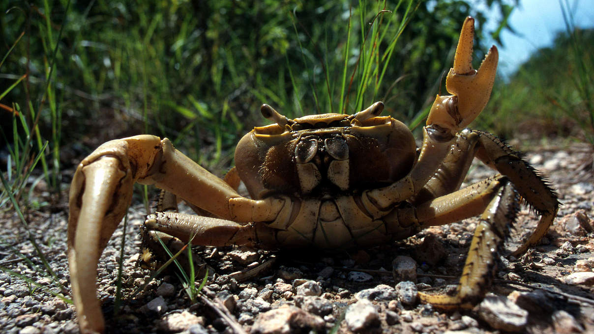 Krabbe © Michel Roggo / WWF